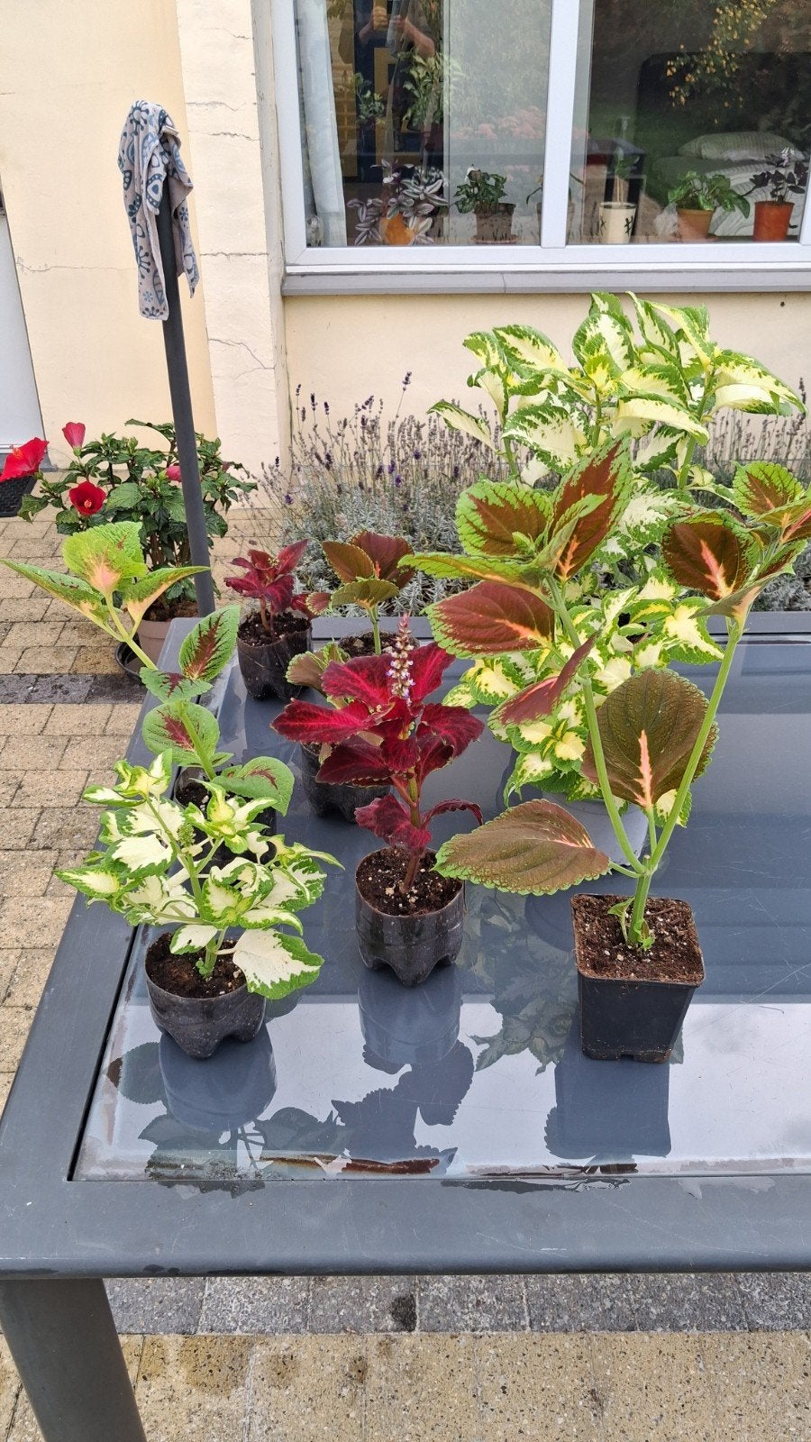 siernetel coleus, Enlèvement