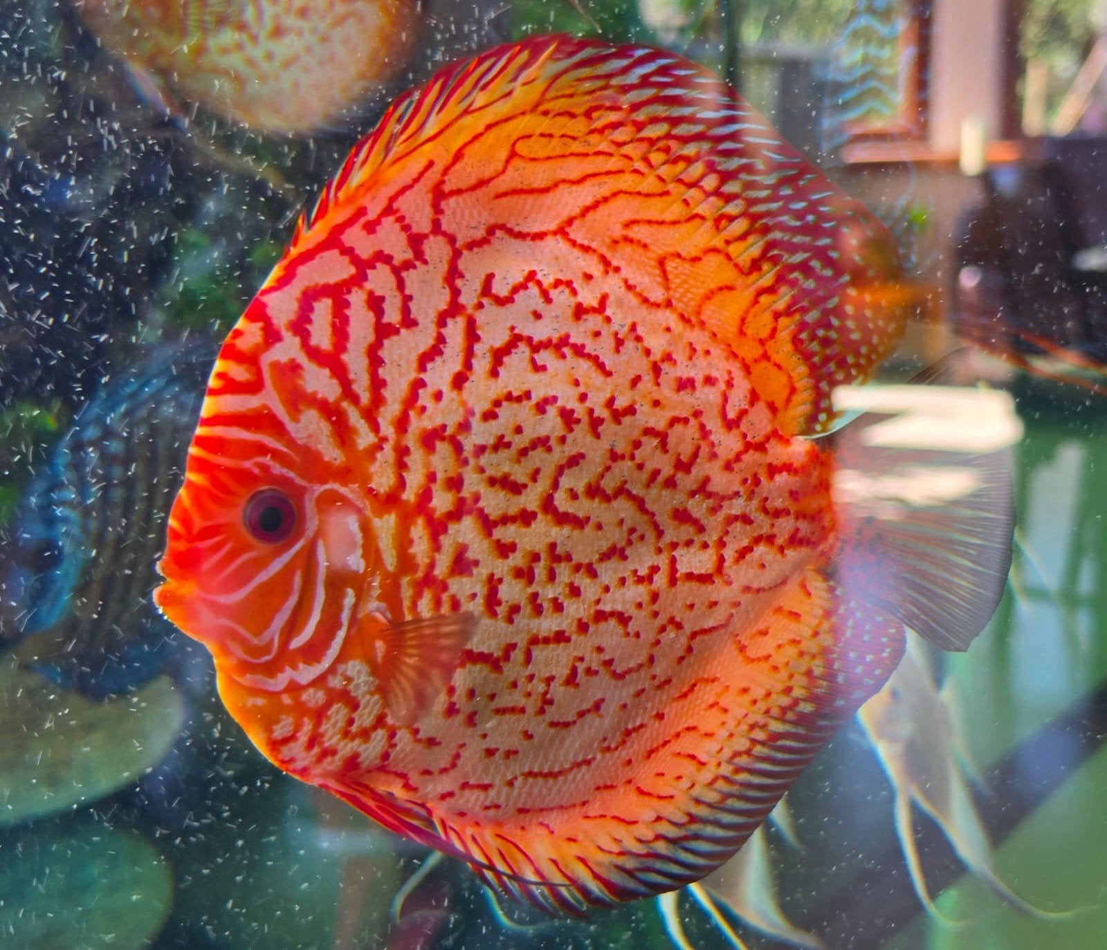 te koop 9 discussen, Dieren en Toebehoren, Vissen | Aquariumvissen