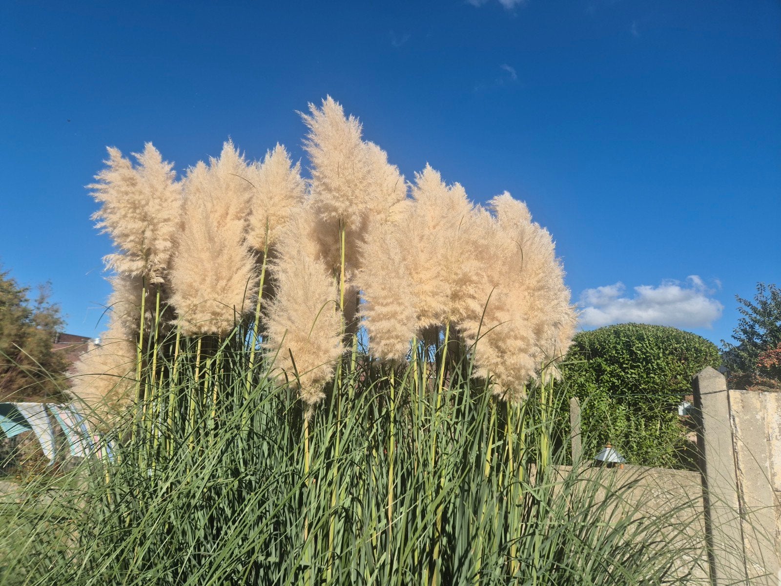 Pampas te koop., Ophalen