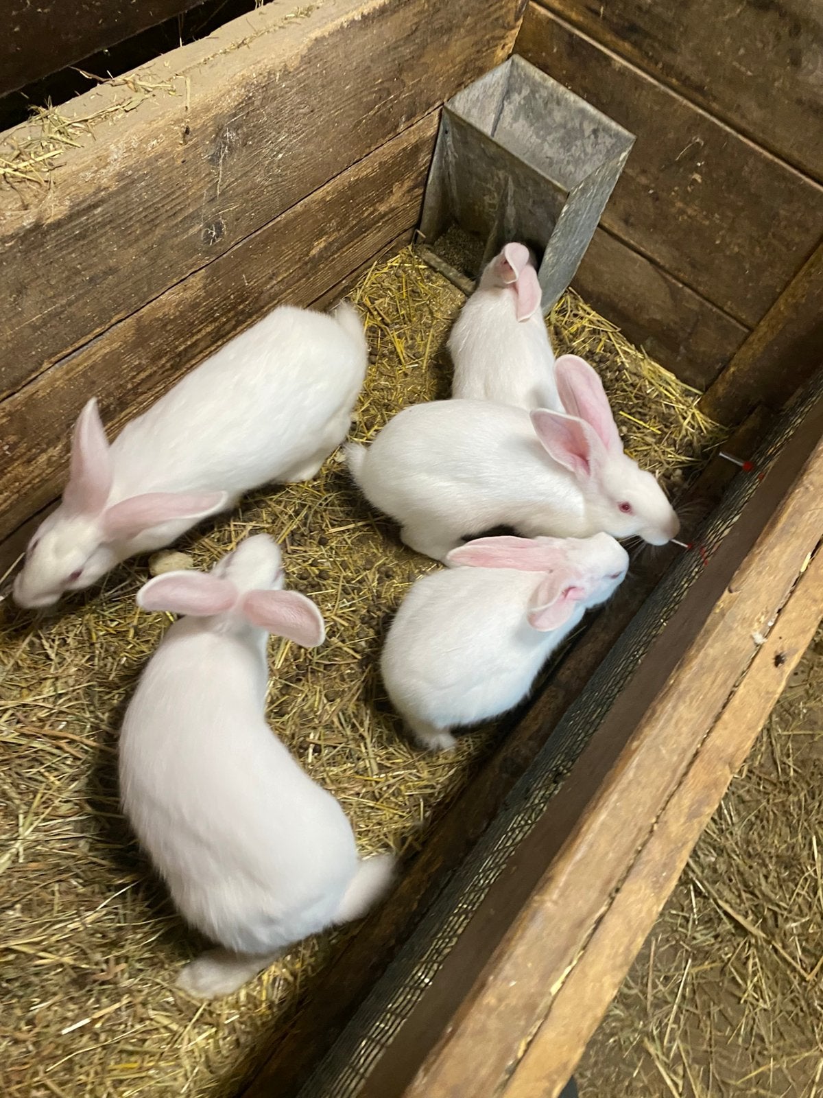 Witte van dendermonde, Plusieurs animaux, Grand, 0 à 2 ans