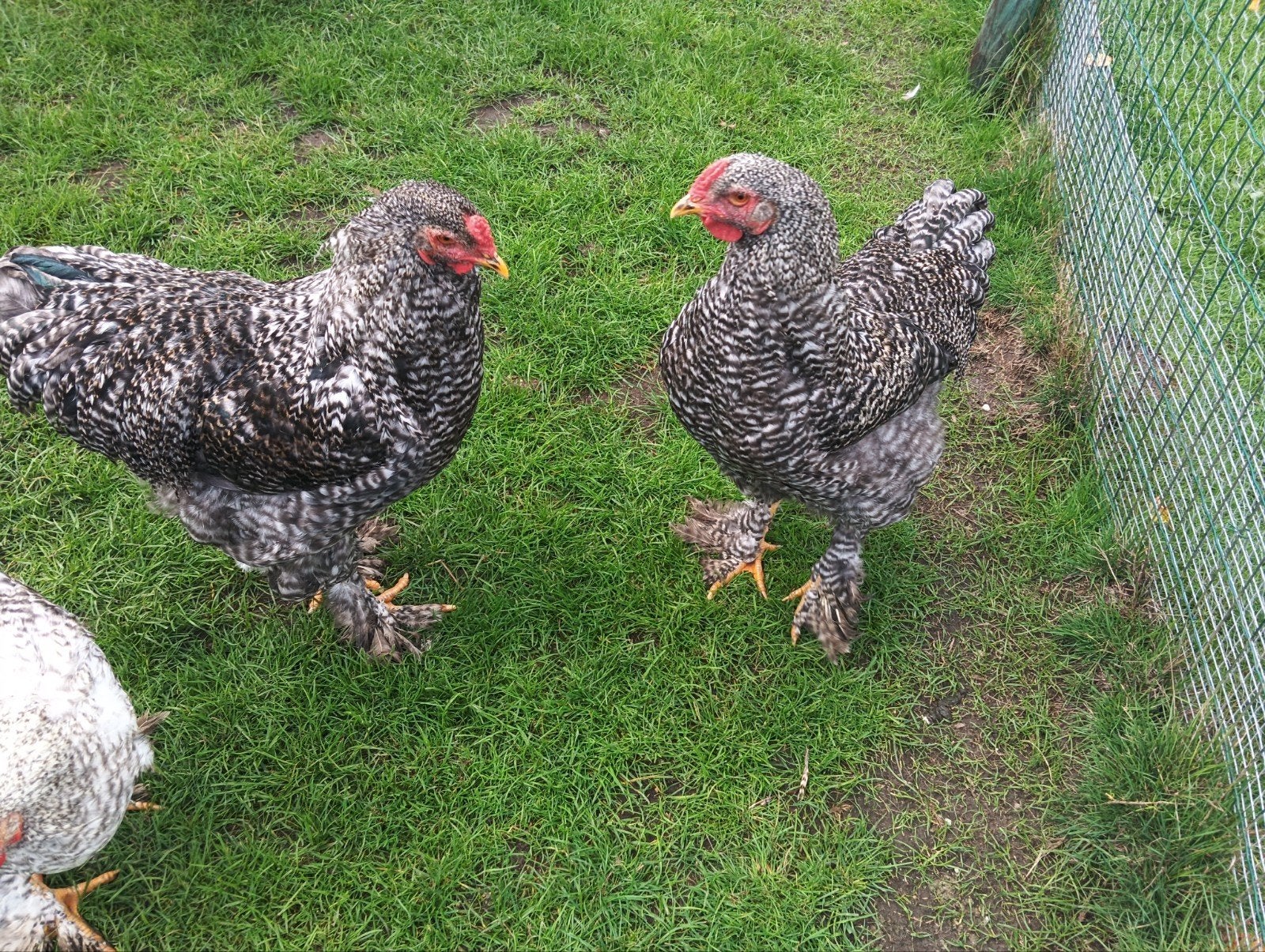 brahma mechelse koekoek haantjes van dit jaar 15 euro, Mannelijk