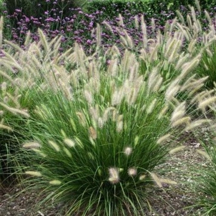 40 Jonge scheuten lampenpoetsergras uit volle grond., Enlèvement, Printemps, Plante fixe, Plein soleil