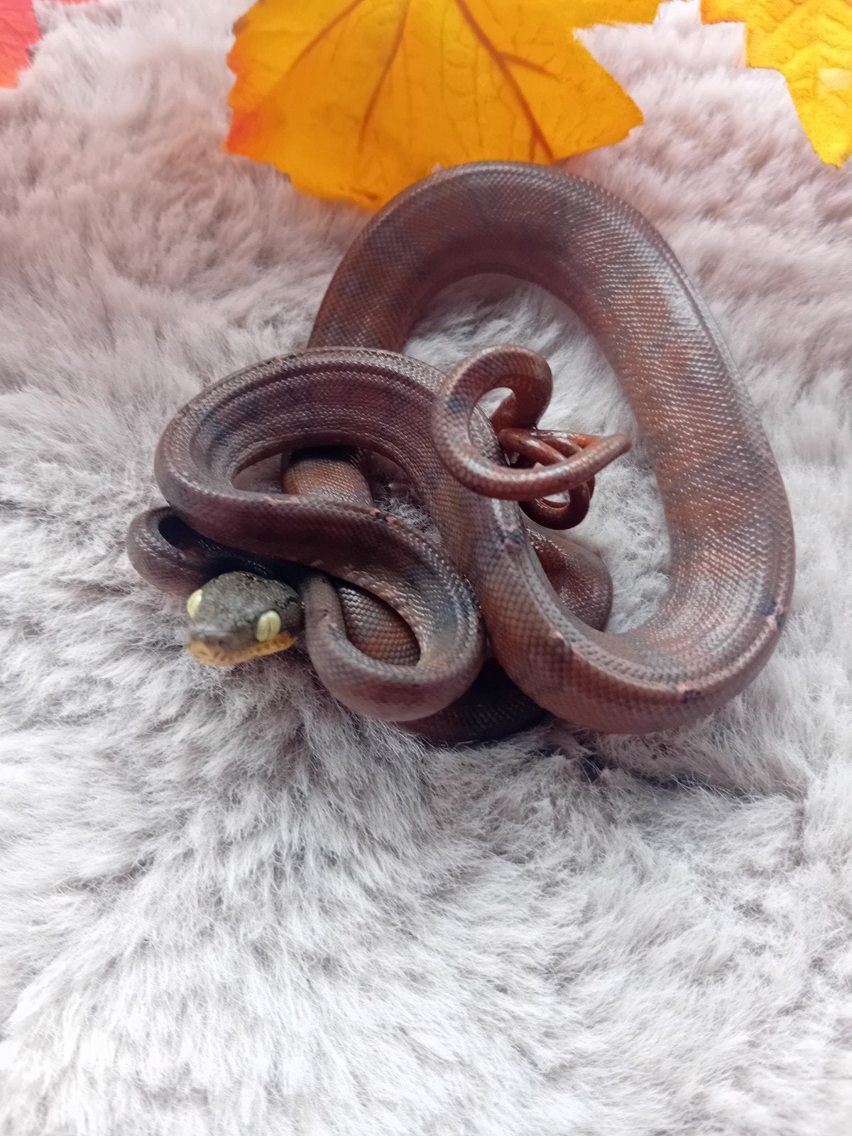 0.0.2 corallus hortulanus of tuinboa, Slang, Tam, 0 tot 2 jaar