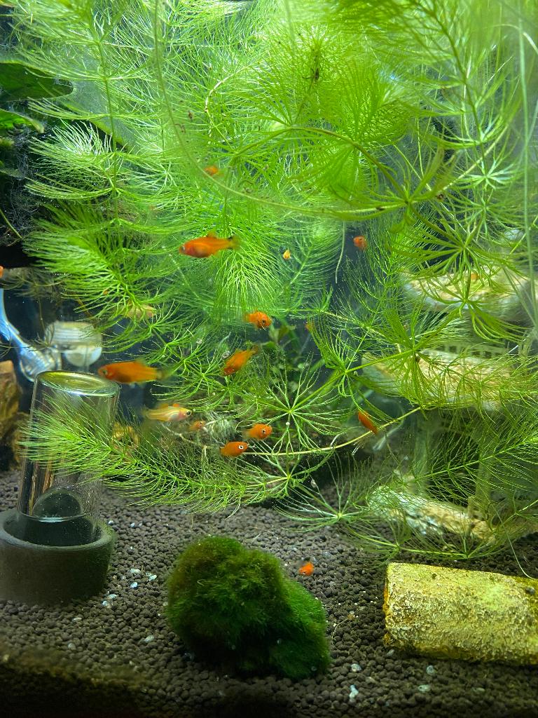 Platy, Vis, Zoetwatervis