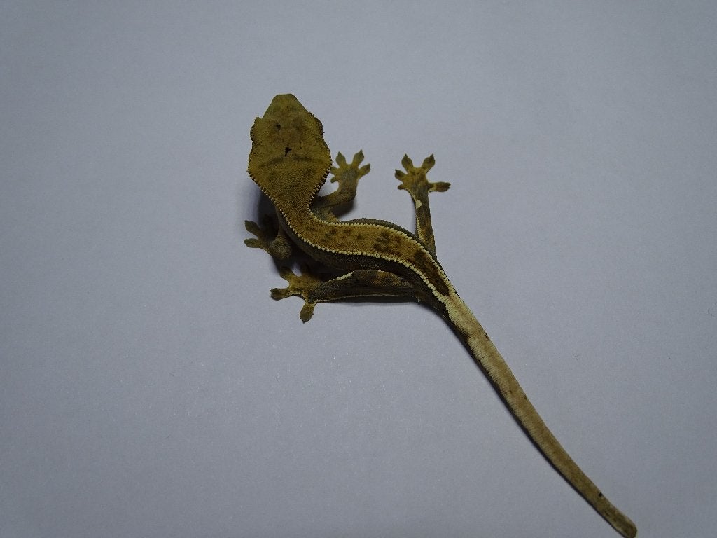 wimpergekko partial pinstripe, Dieren en Toebehoren, Reptielen en Amfibieën