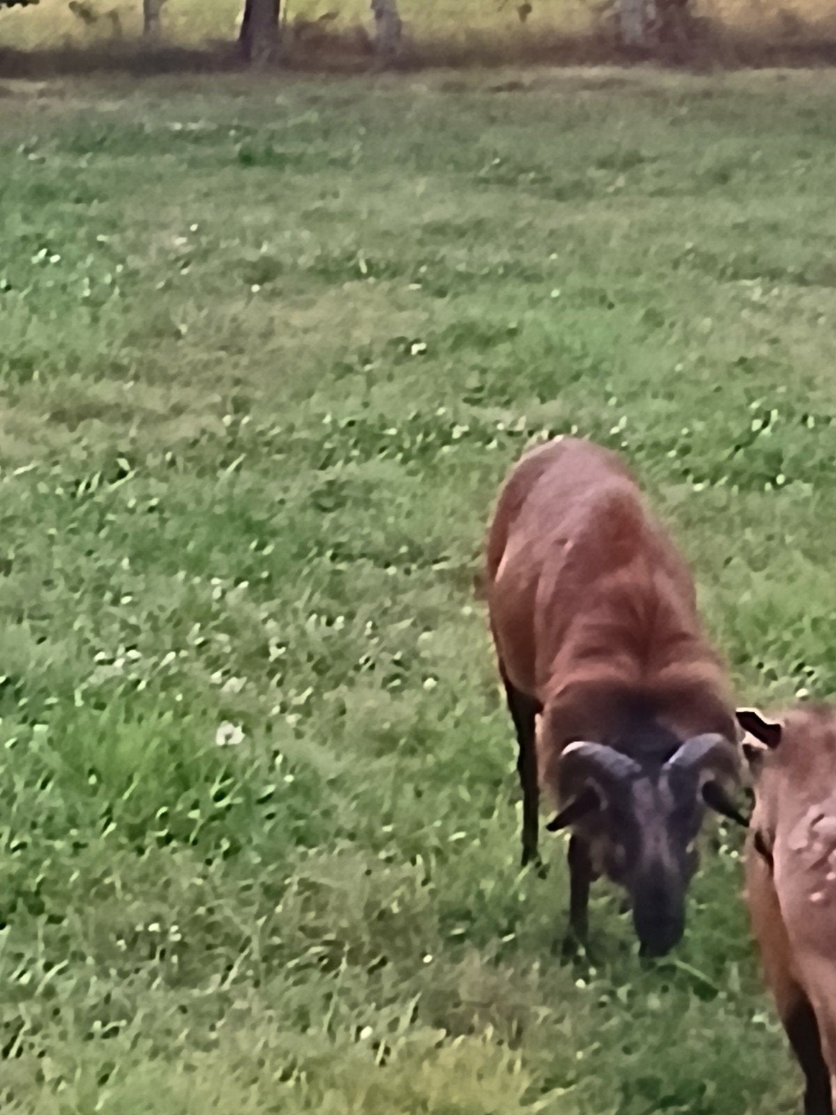 bok, Dieren en Toebehoren
