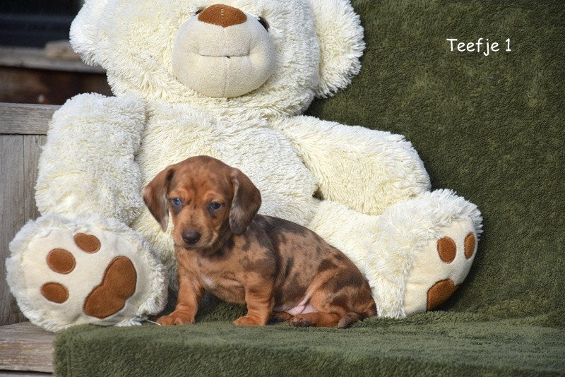 Prachtige kortharige Dwergteckel pups, België, CDV (hondenziekte), 8 tot 15 weken, Korthaar