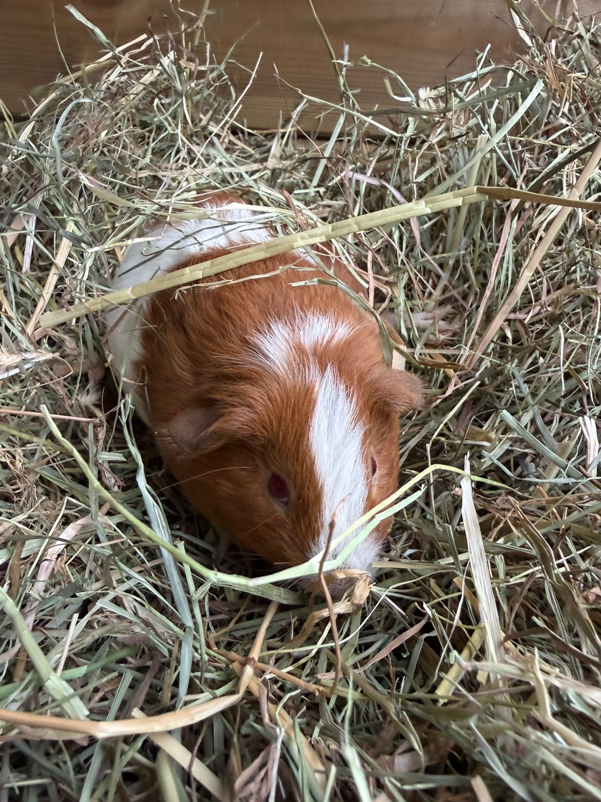 4 jonge cavia beertjes, Mâle, Domestique, Avril, Cobaye