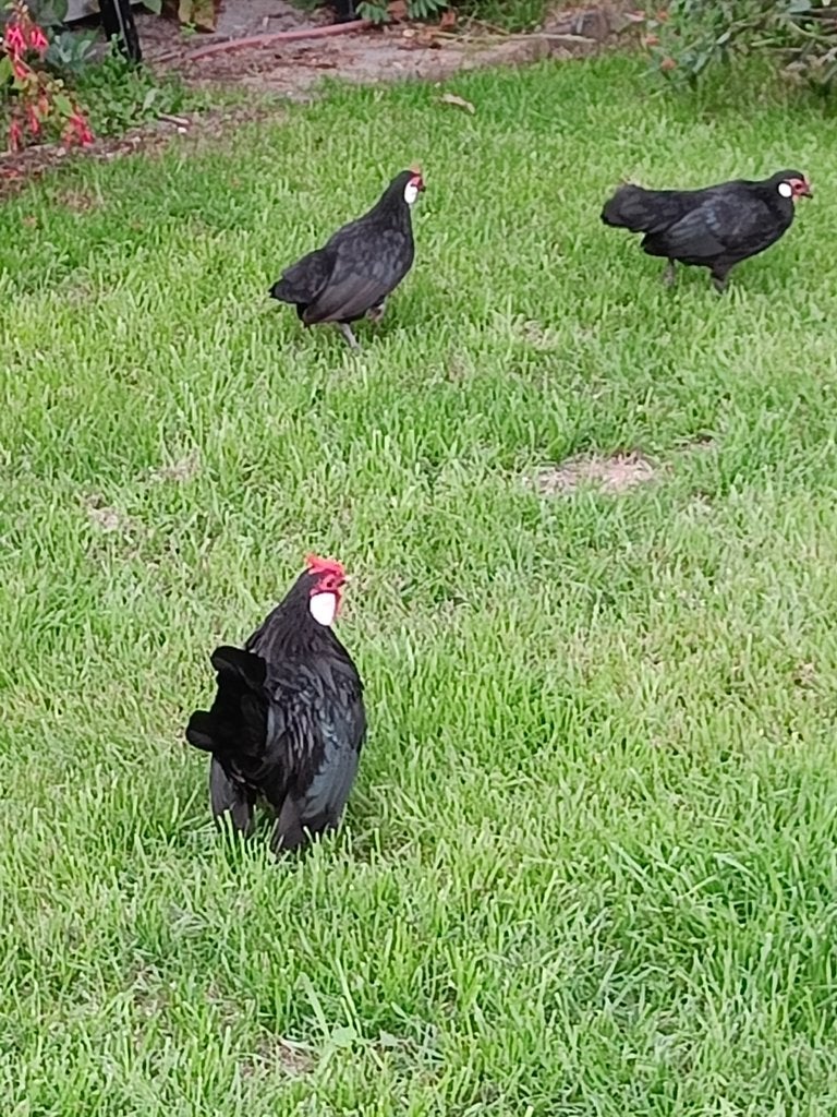 Poulets bantam flamands, Plusieurs animaux, Poule ou poulet