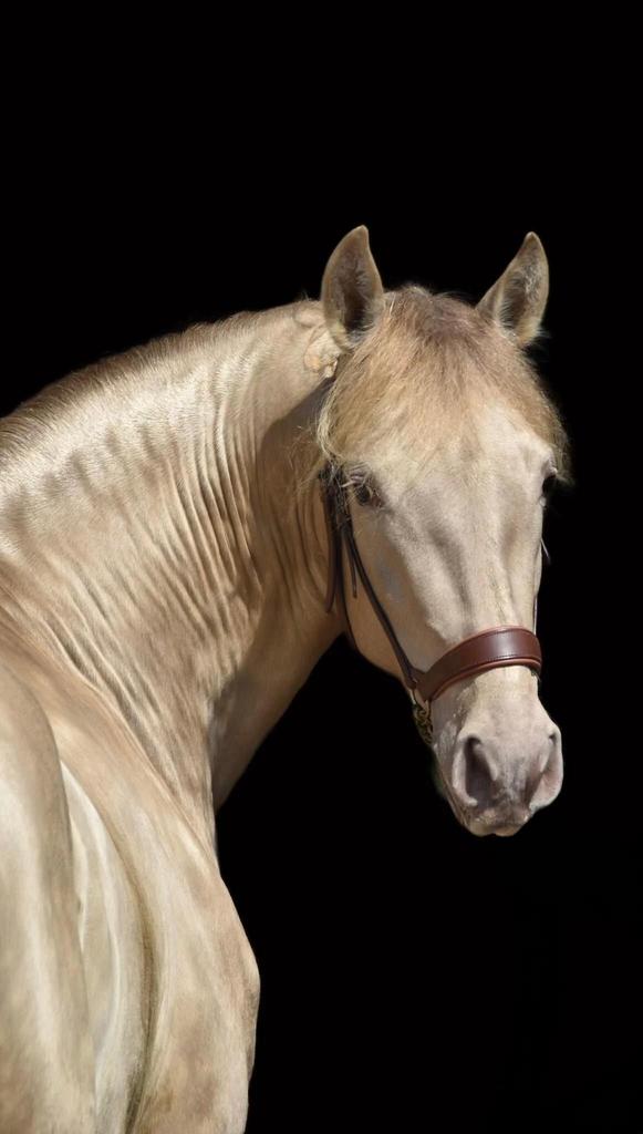 Dekenhengst Jerezano, Dieren en Toebehoren