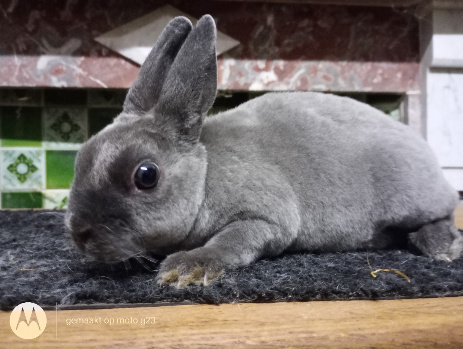 Rex dwerg konijntje in blauw marter., Mâle, Nain, 0 à 2 ans