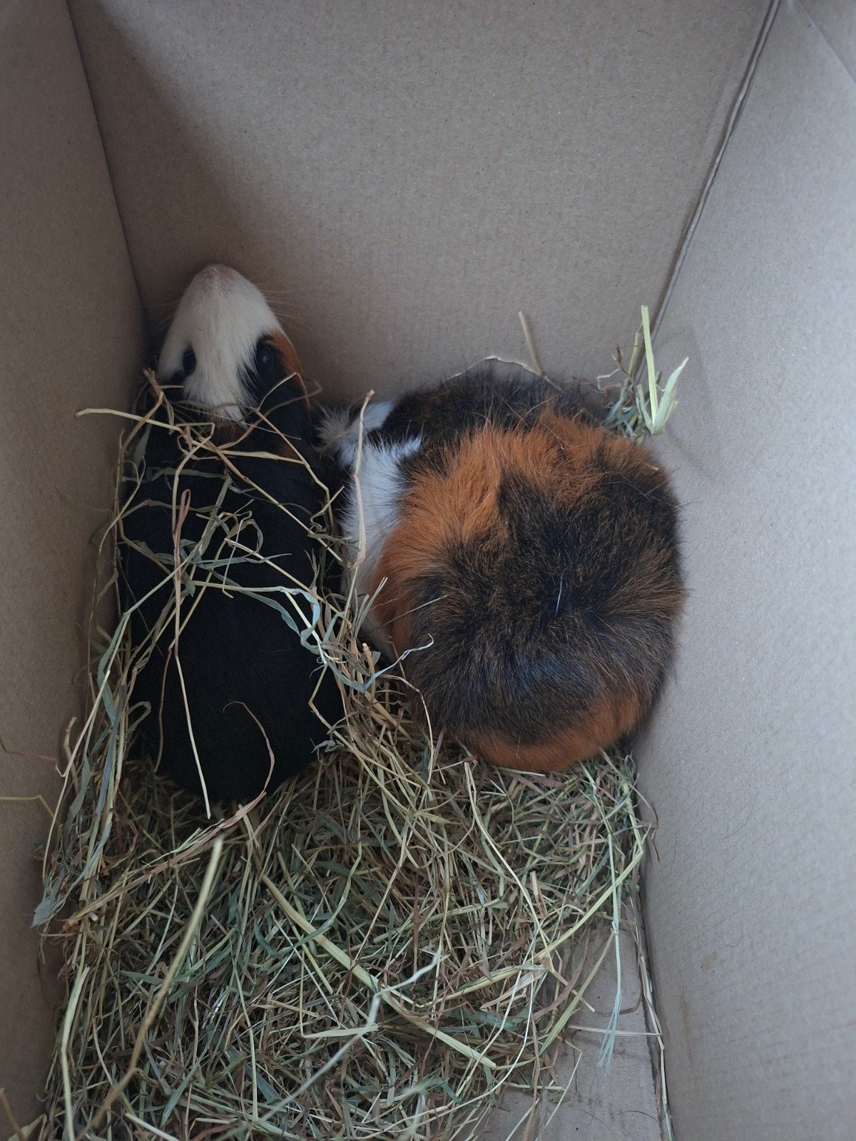 Cavia's 2 mannentje heel socaail  prijs nog bespreekbaar, Cavia, Februari, Mannelijk, Tam