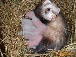 furets de chasse recherchés, Animaux & Accessoires, Avril