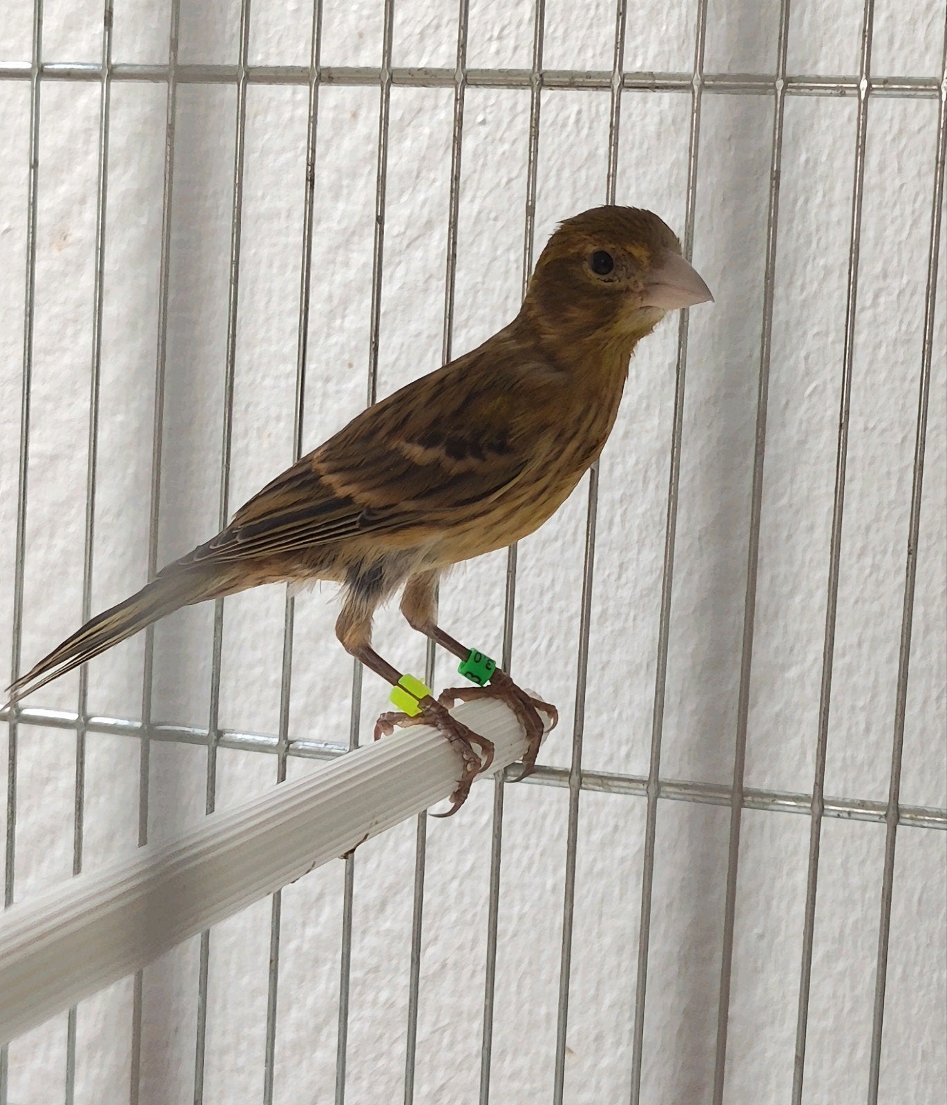 mâle canari 20€, Animaux & Accessoires, Oiseaux | Cages & Volières, Enlèvement