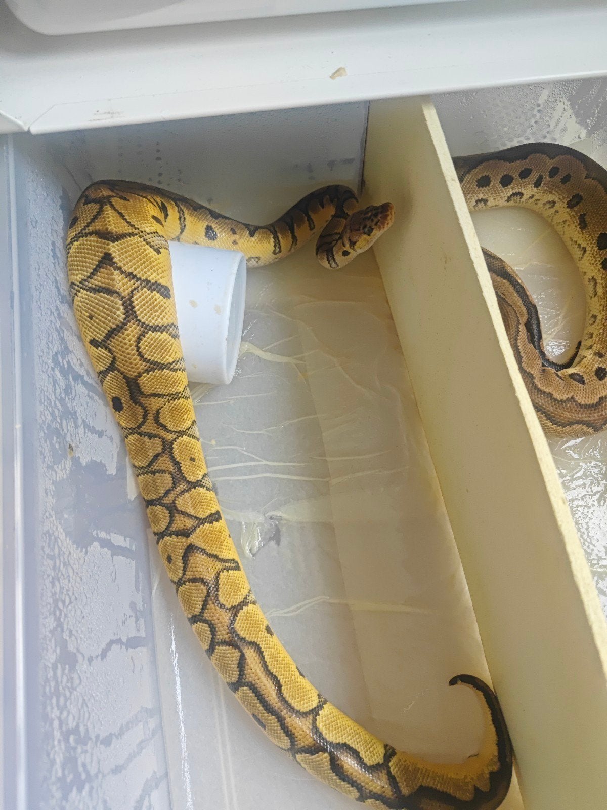 Pythons Regius Ball Python photo 7