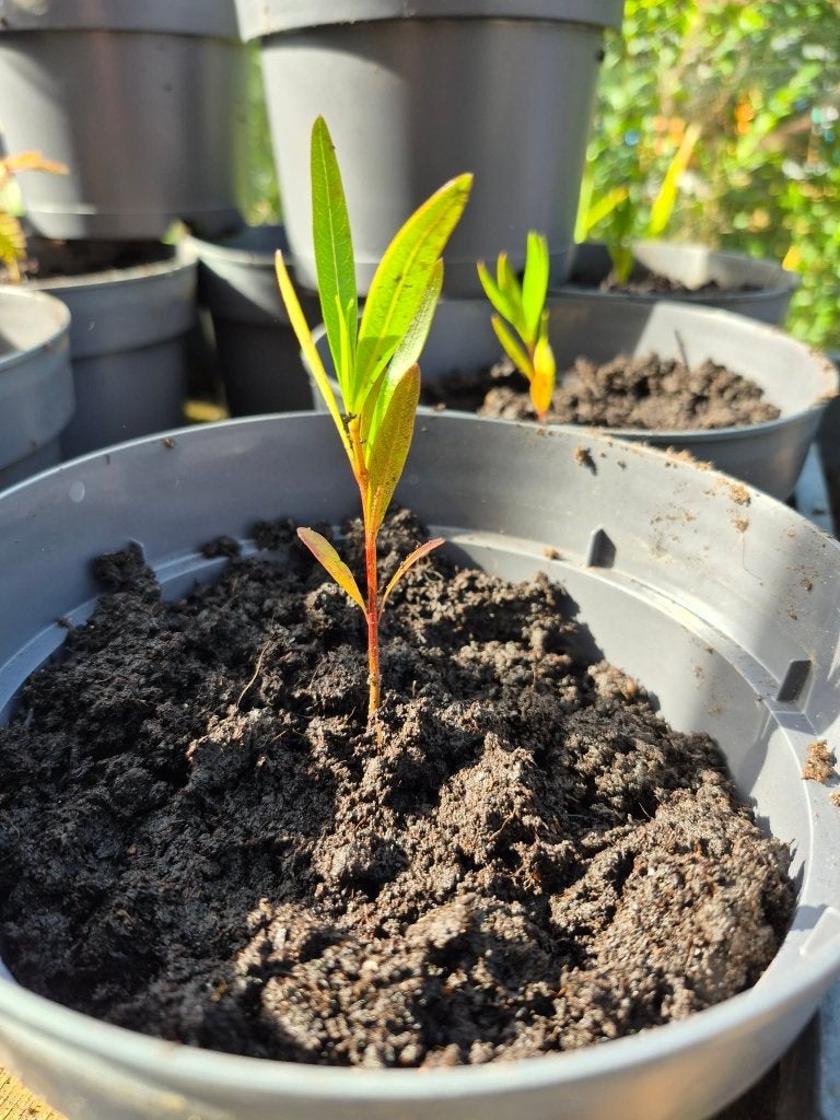 oleander, Tuin en Terras, Ophalen, Vaste plant