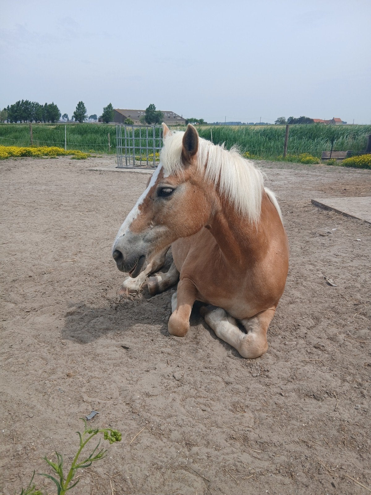 Verzorger, Dieren en Toebehoren, Pony's, Merrie