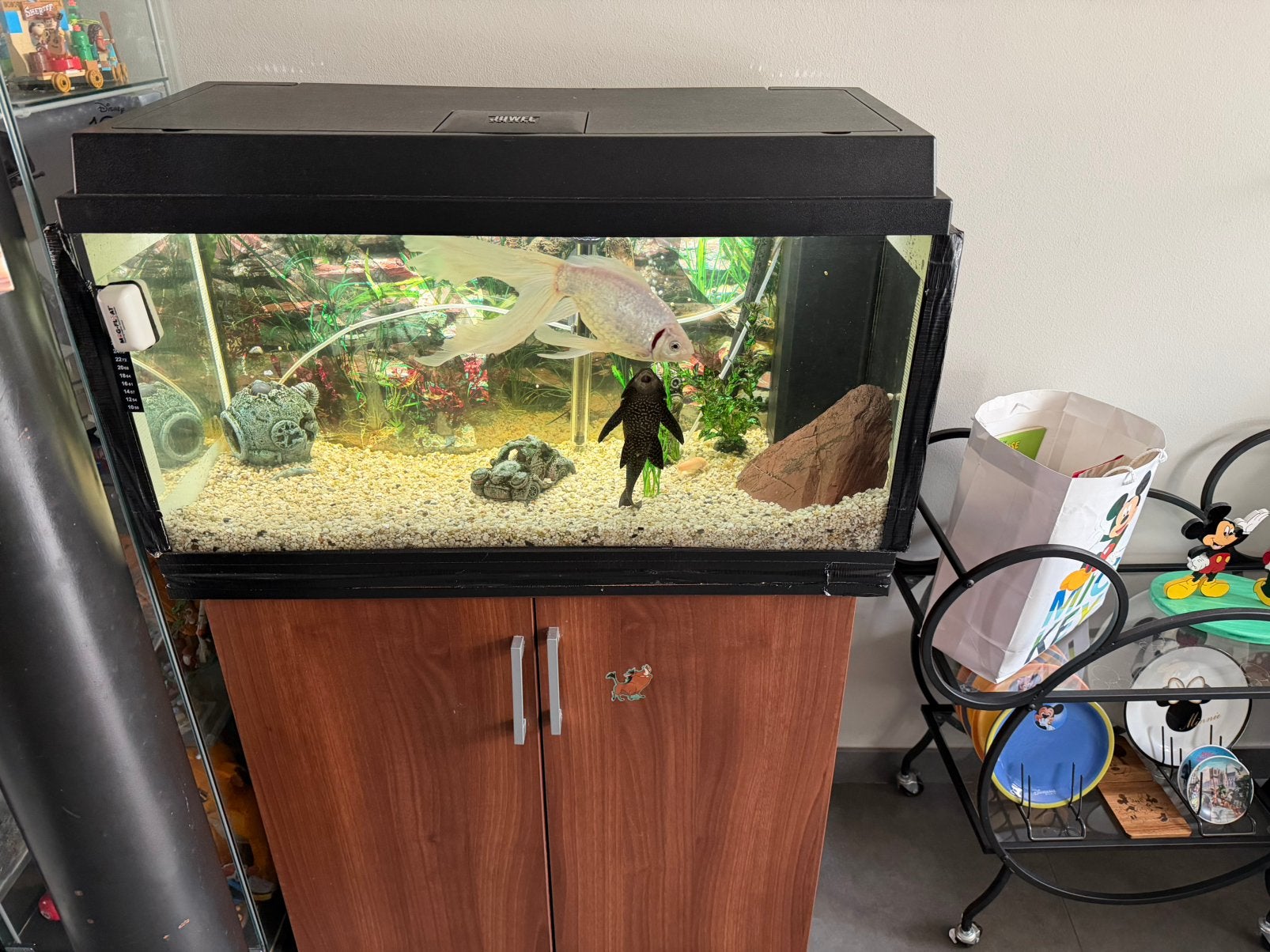Aquarium met toebehoren en vissen, Dieren en Toebehoren, Vissen | Aquaria en Toebehoren, Ophalen, Gebruikt