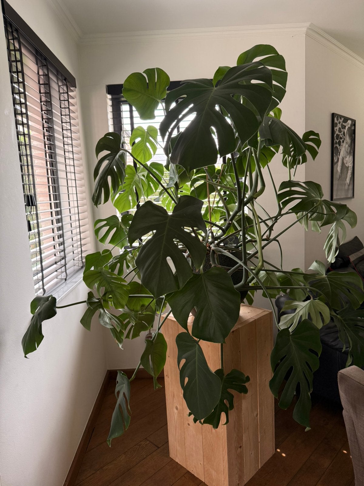 Monstera magnifique, Maison & Meubles, Plantes d'intérieur, Autres espèces, En pot, 150 à 200 cm, Enlèvement