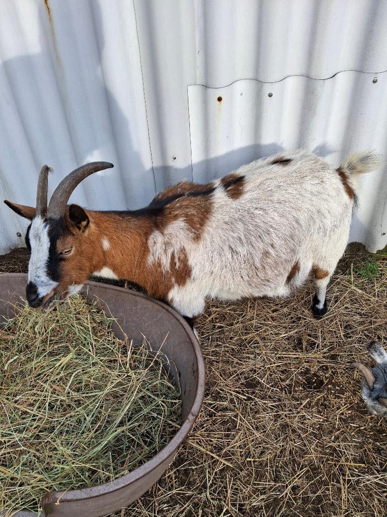 Handtamme dwerggeit