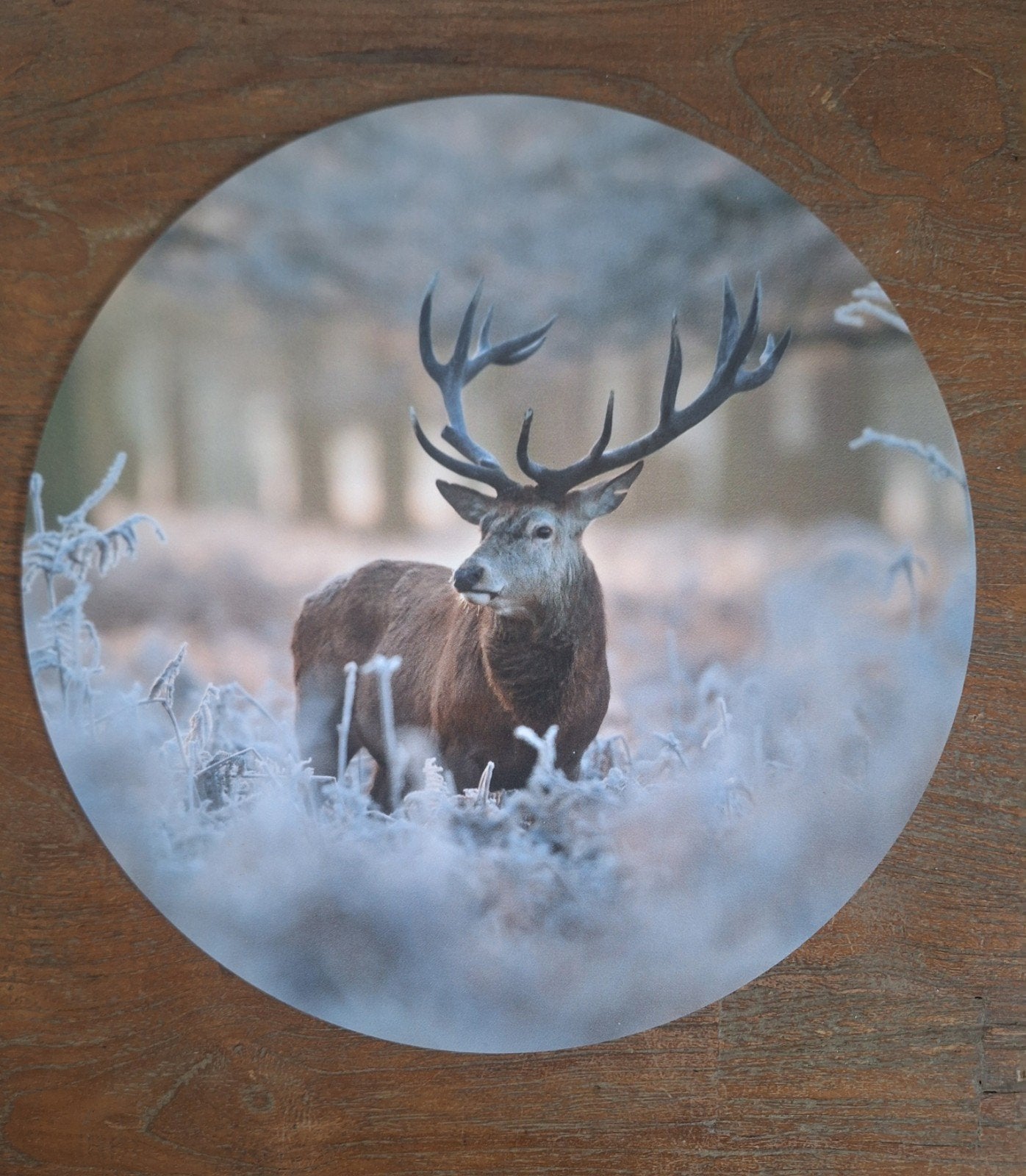 Wandcirkel edelhert, 30 cm, Nieuw, Ophalen of Verzenden, Wandcirkel