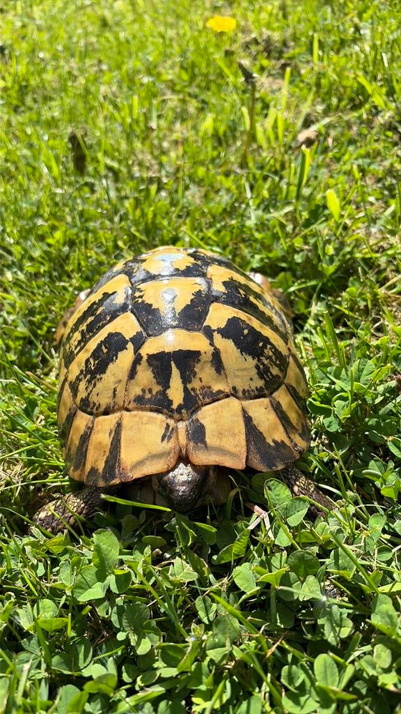 Femelle reproductrices herman boettgeri xxl, Enlèvement