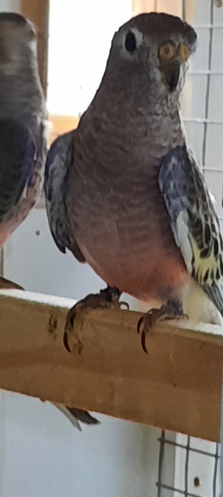 bourke gezoomd., Mannelijk, Geringd