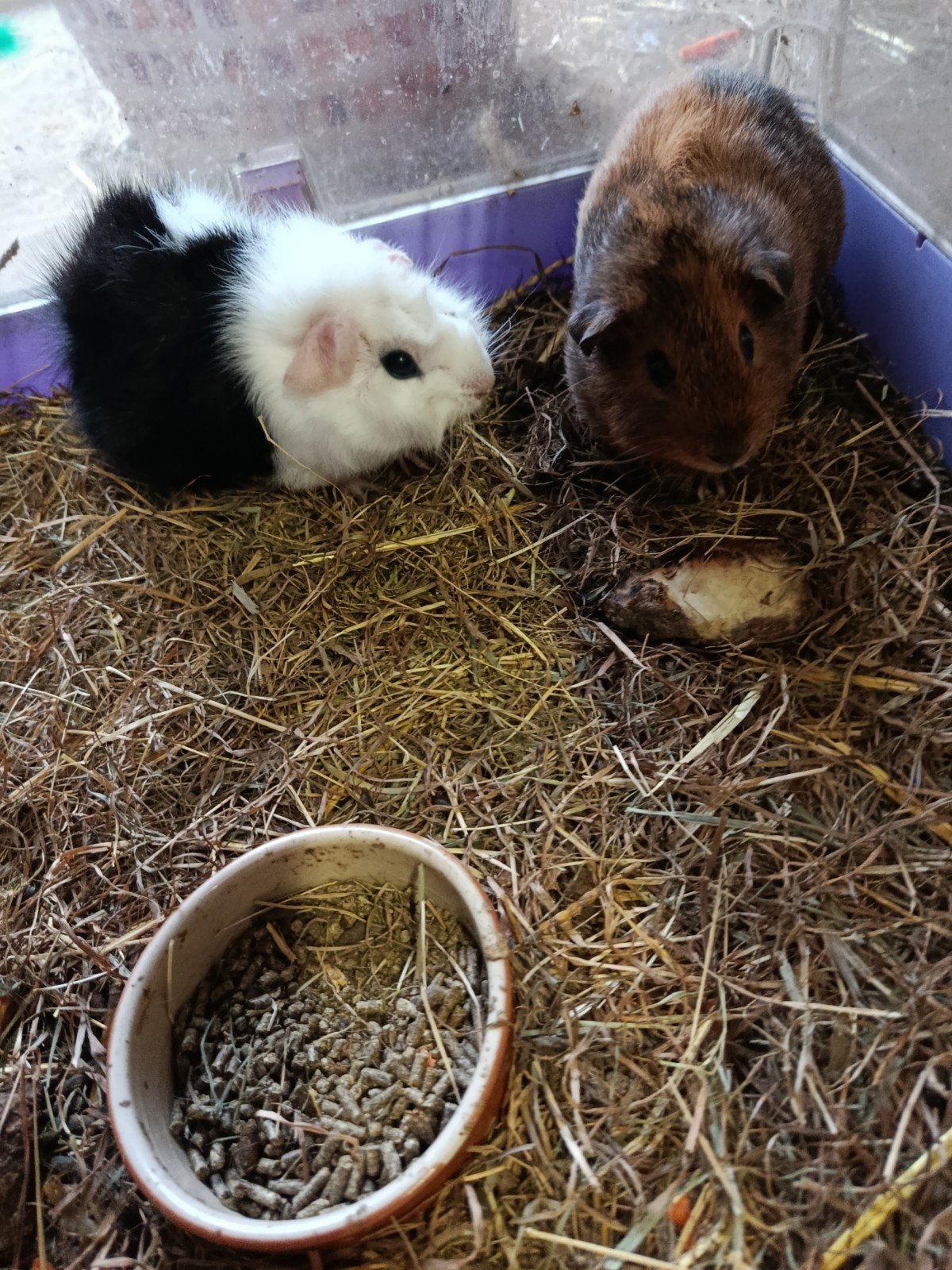 Cavia zeugjes, Dieren en Toebehoren, Vrouwelijk, Tam, Maart, Cavia