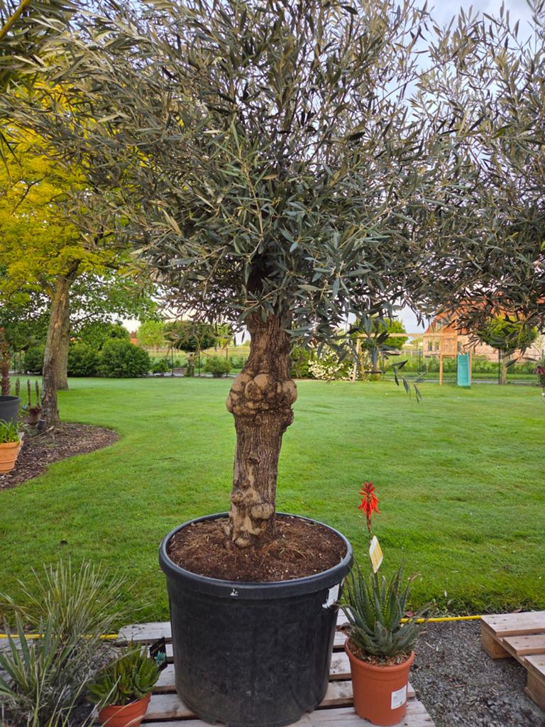 Olijfboom Olea Europaea, Ophalen, Olijfboom