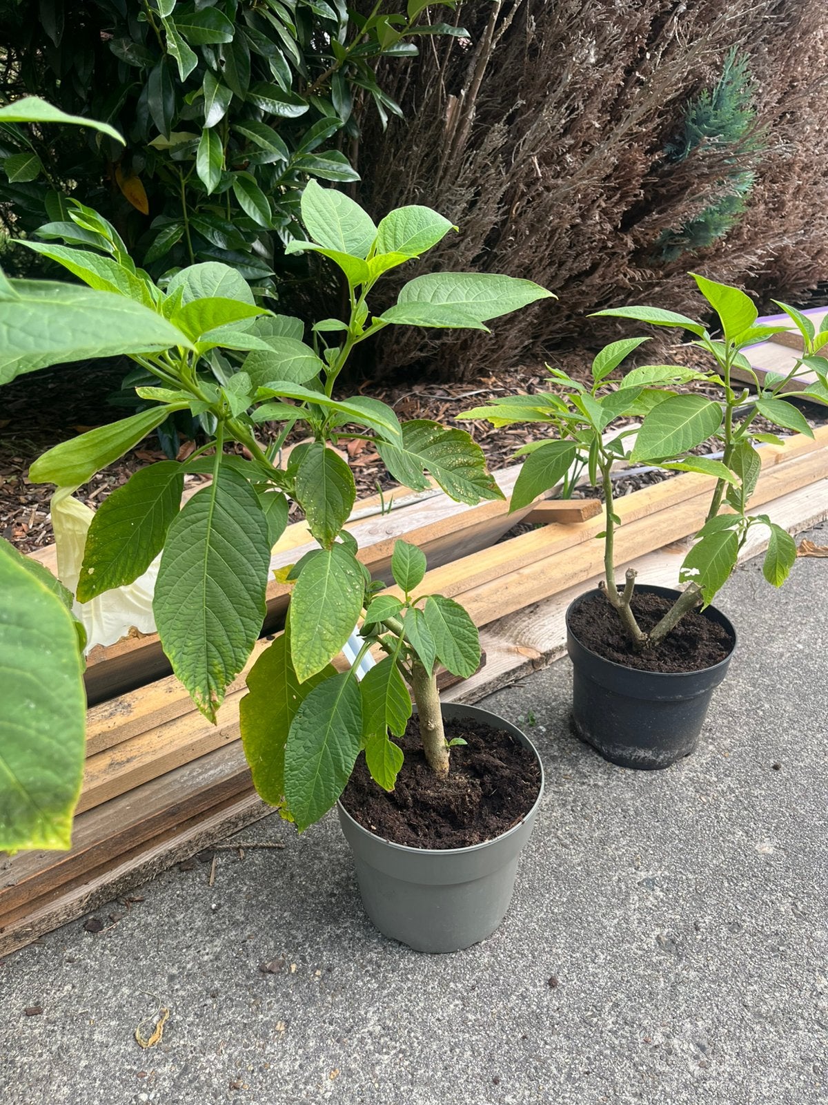 Brugmansia engelentrompet, Jardin & Terrasse, Plantes | Jardin, Enlèvement