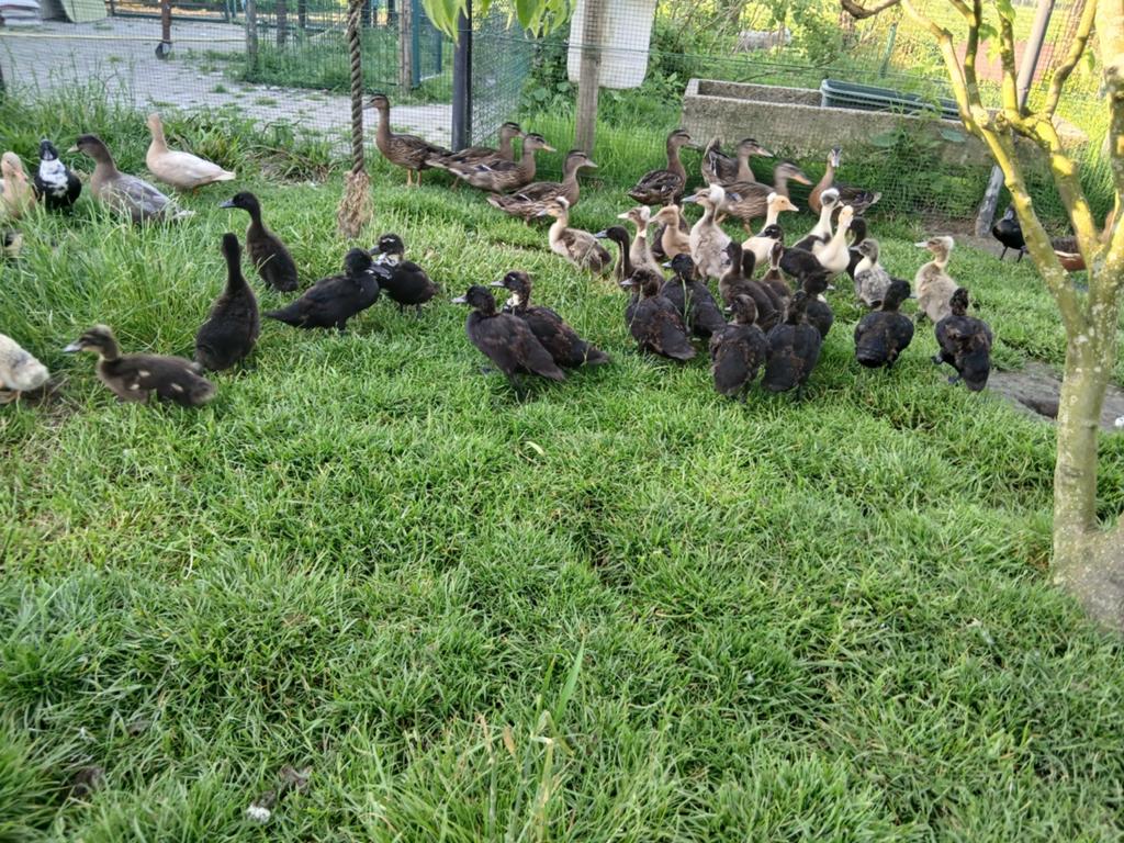 Jonge smaragd eenden, Dieren en Toebehoren, Pluimvee