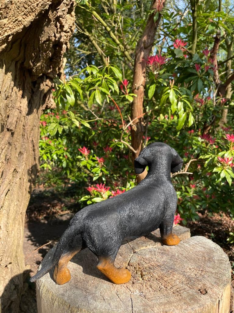 Beeld teckel, tekkel, hond, tuin, gazon 30 cm, Ophalen of Verzenden, Nieuw, Kunststof, Dierenbeeld