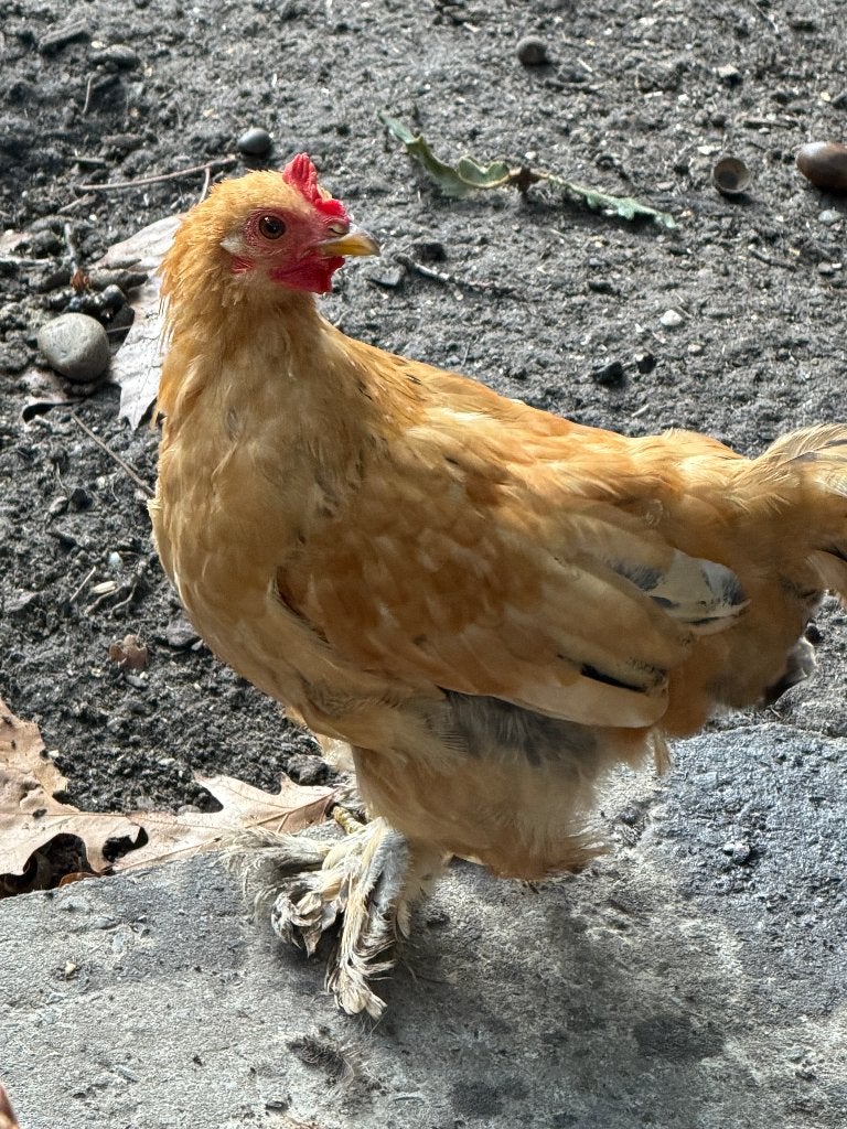 Haantje Cochin kriel Gratis, Mâle, Poule ou poulet