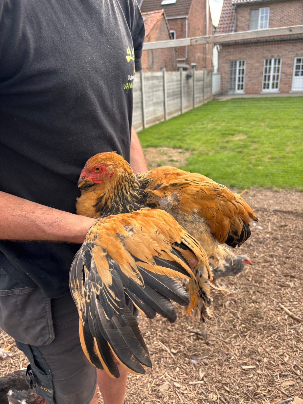 Brahma Haan, Dieren en Toebehoren, Mannelijk, Kip