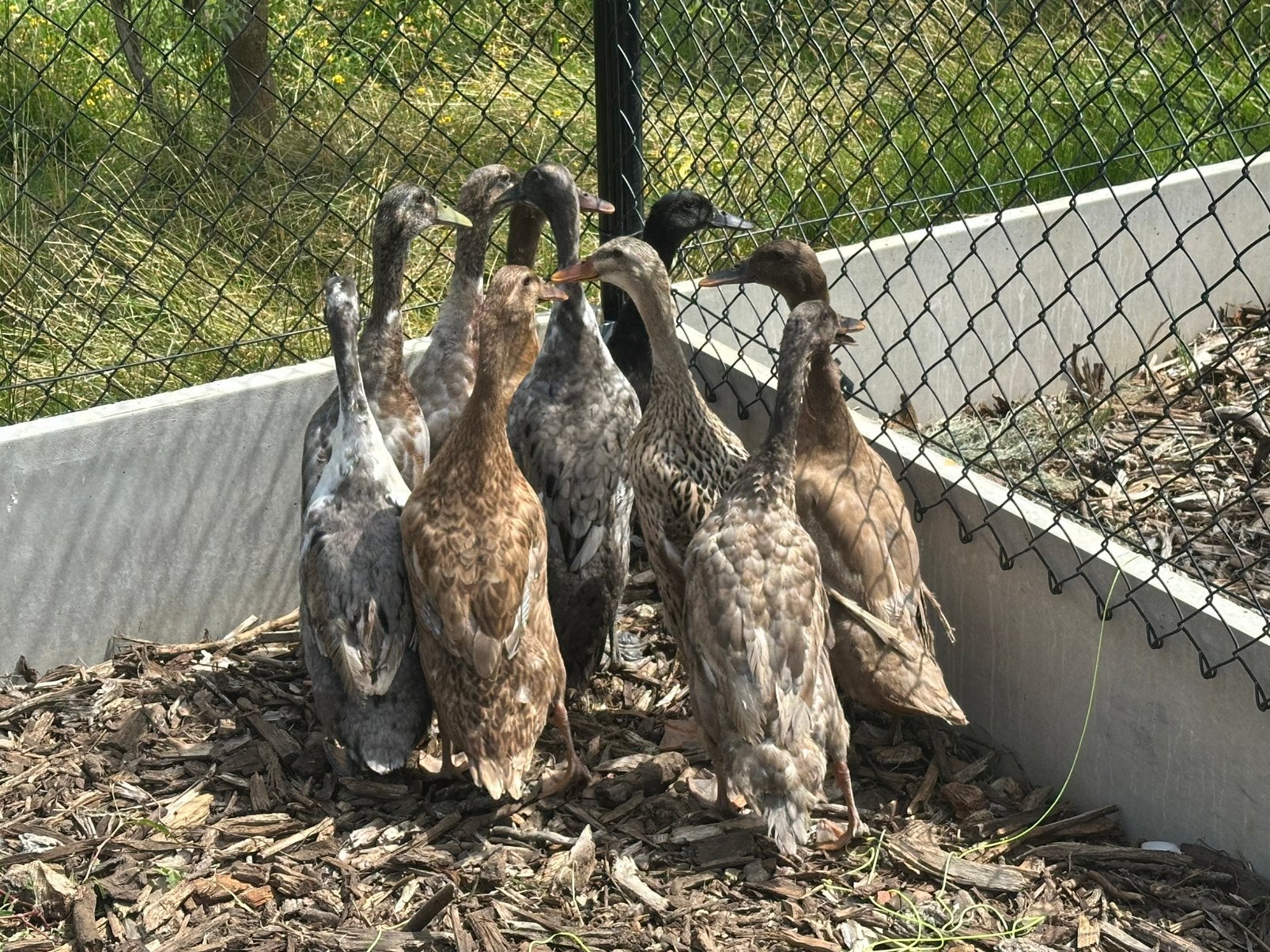 Indische loopeenden 15 en 16 augustus, Dieren en Toebehoren, Pluimvee