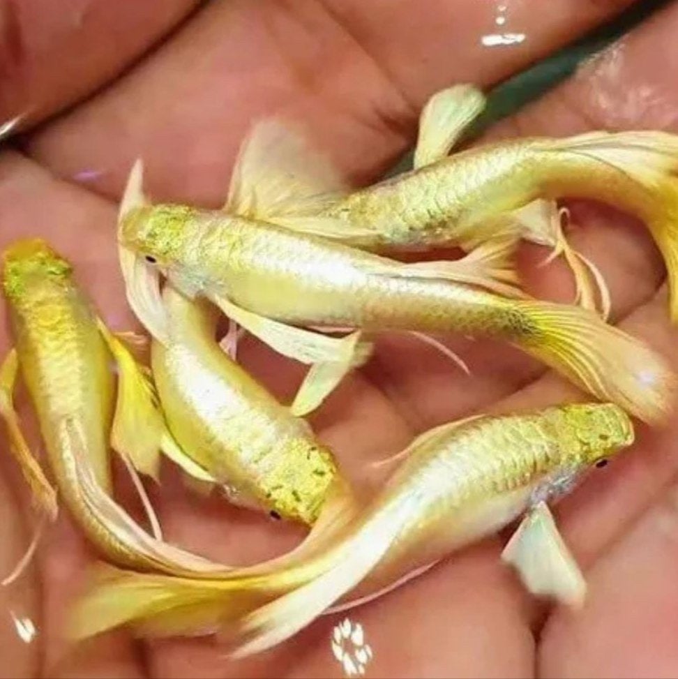 Guppy platinum gold - vissen - aquariumvis - vijvervis