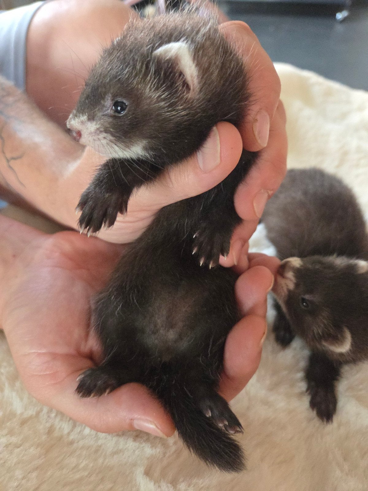 Laatste Frettenpup te Koop – Lief Midi Moertje, Fret, Vrouwelijk, Mei, Tam