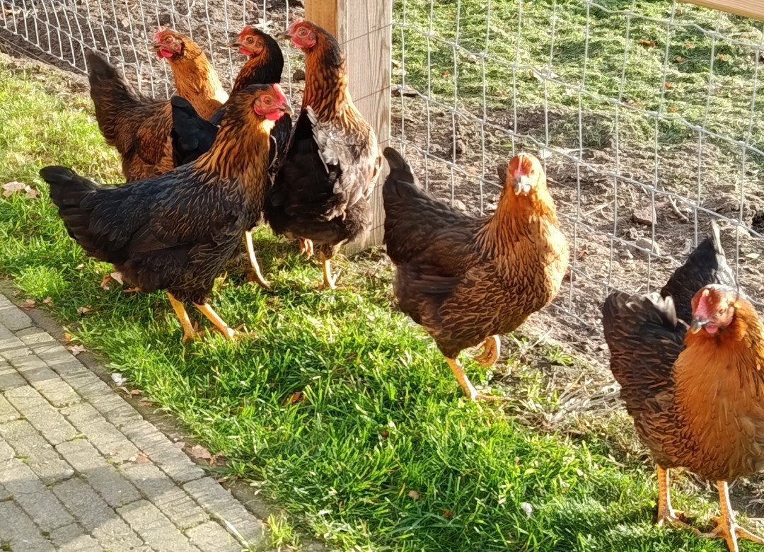 jonge harco legkippen, Dieren en Toebehoren, Pluimvee, Kip