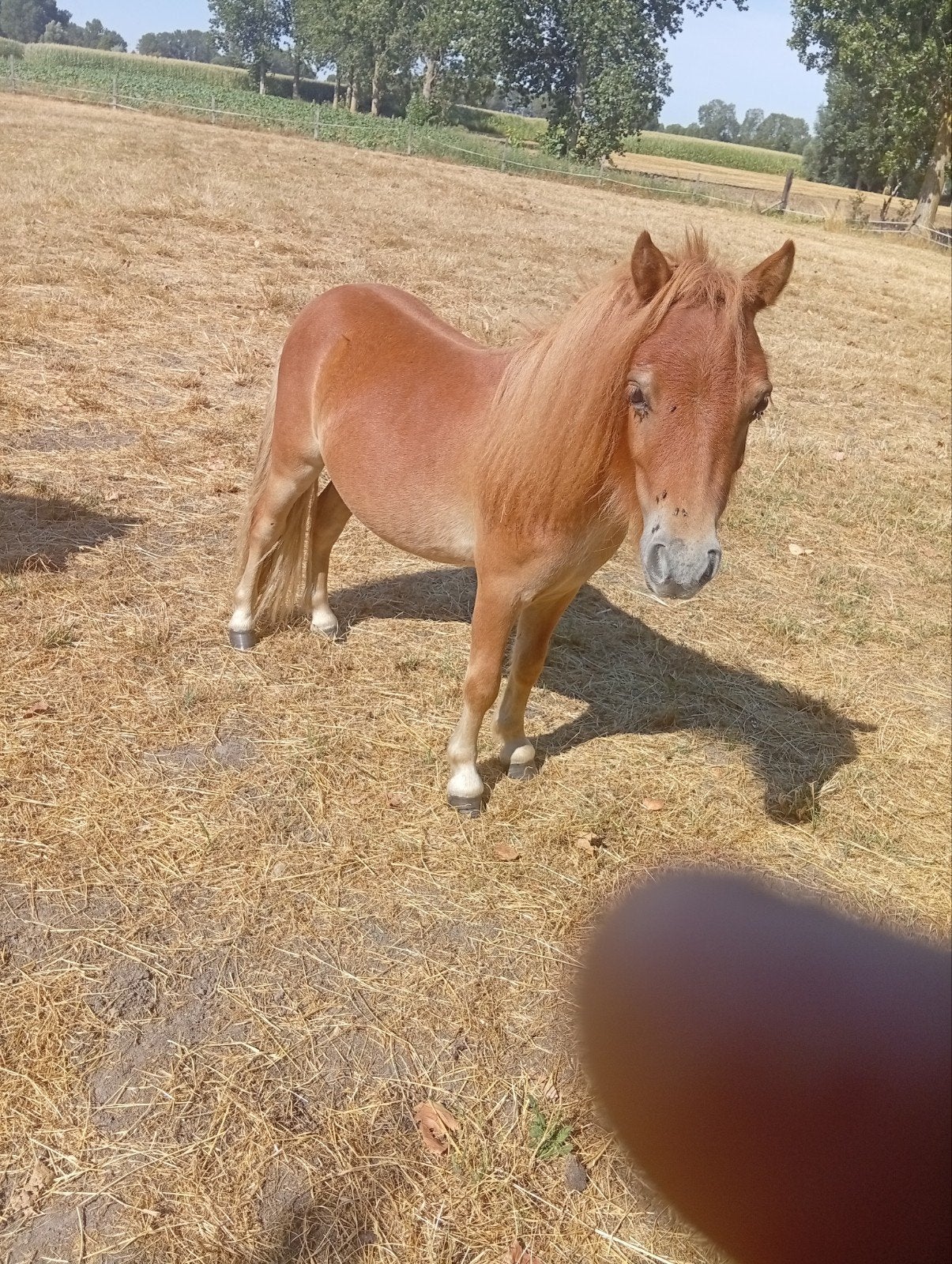 liefe pony hengstje, Dieren en Toebehoren, Met stamboom, 0 tot 2 jaar, Hengst, A pony (tot 1.17m)