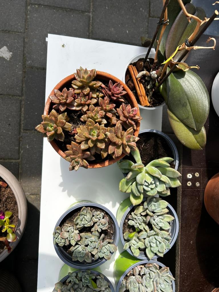 Te koop succulenten, Enlèvement