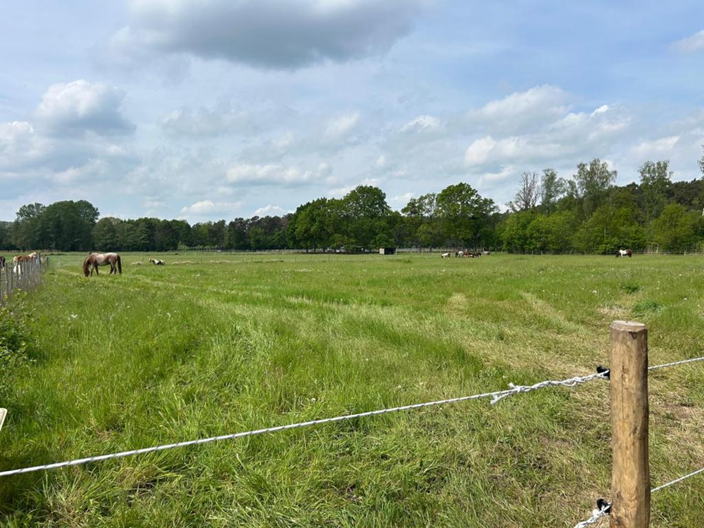 Plaatsje vrij op paddock met weidegang te keerbergen, Dieren en Toebehoren, Weidegang, 2 of 3 paarden of pony's