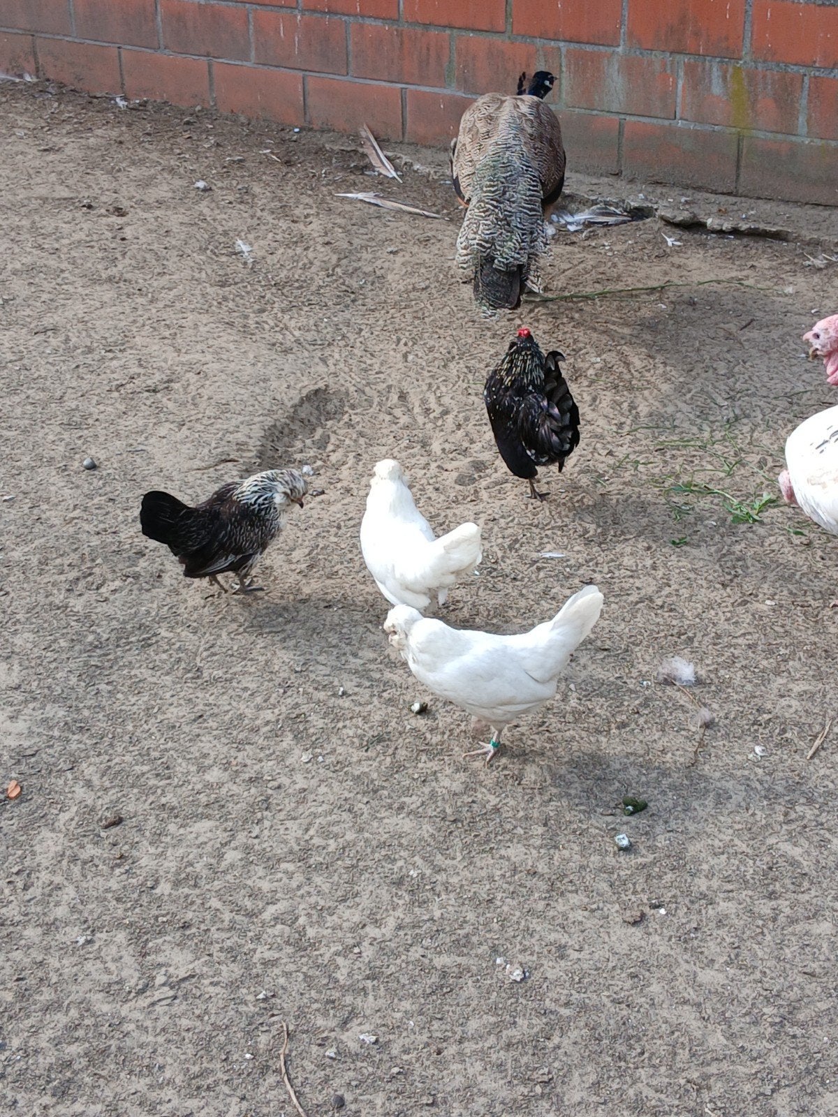 Broedeieren van watermaalse baardkrielen, Plusieurs animaux, Poule ou poulet
