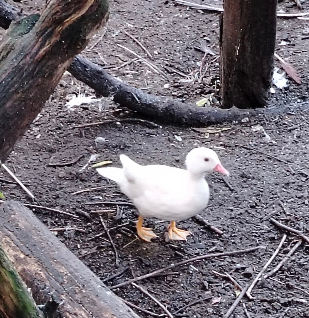 Mandarijn eenden, Dieren en Toebehoren, Eend