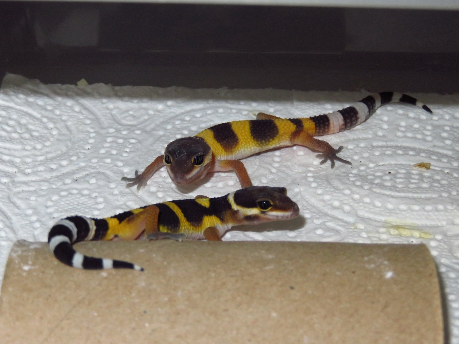 Black night x tangerine luipaardgekko