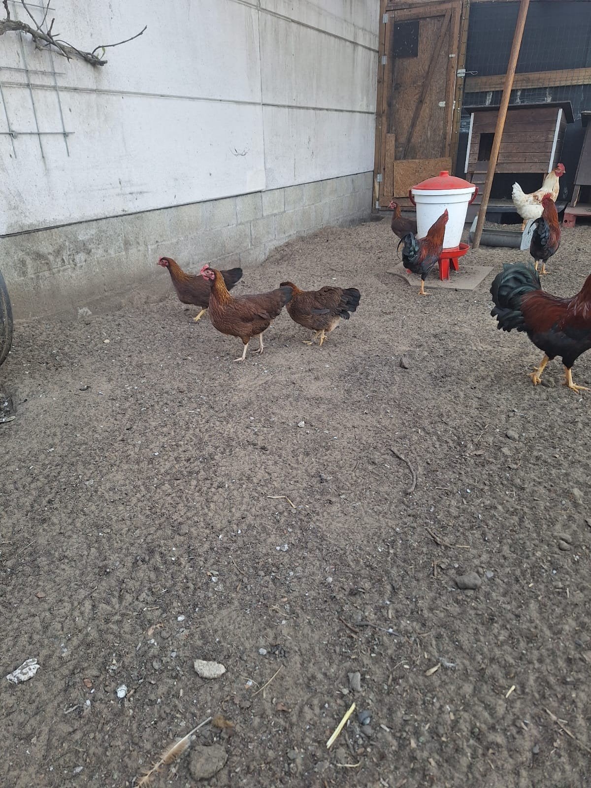 koppel welsumer krielen, Dieren en Toebehoren, Pluimvee, Meerdere dieren, Kip