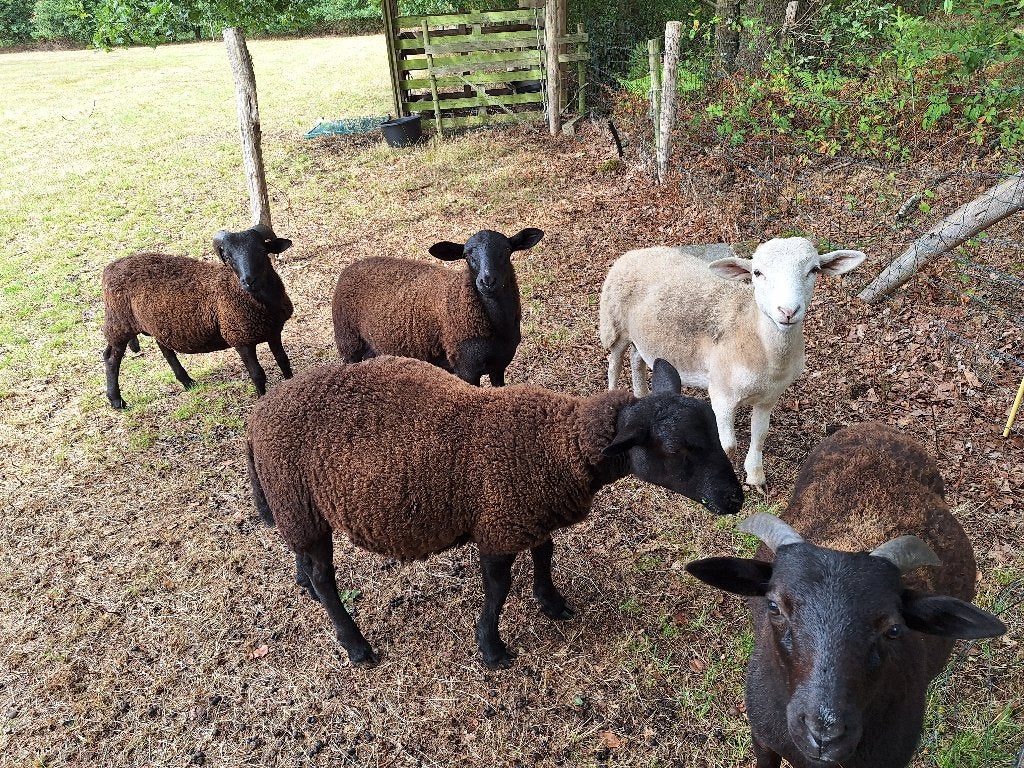 3 ramlammeren  +1 ooilam + 1 jaarling ram te koop, Mannelijk, Schaap, 0 tot 2 jaar