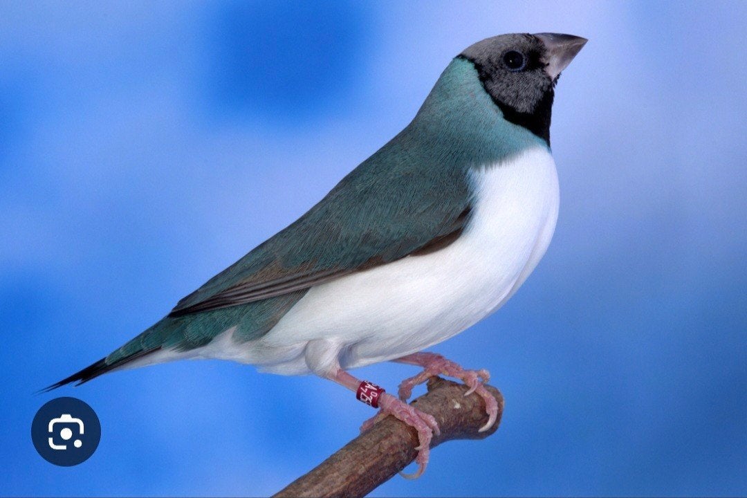 recherche diamand de gould bleu, Animaux & Accessoires, Enlèvement