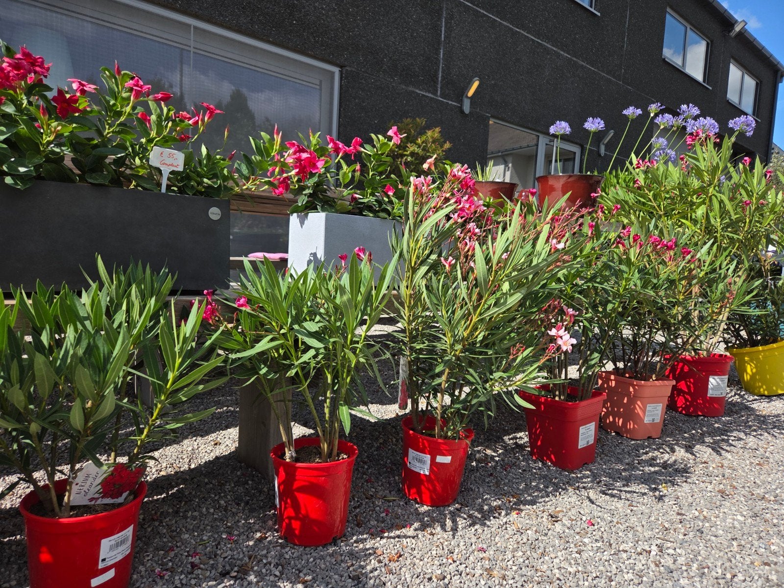 Nerium Oleander in verschillende kleuren, Ophalen