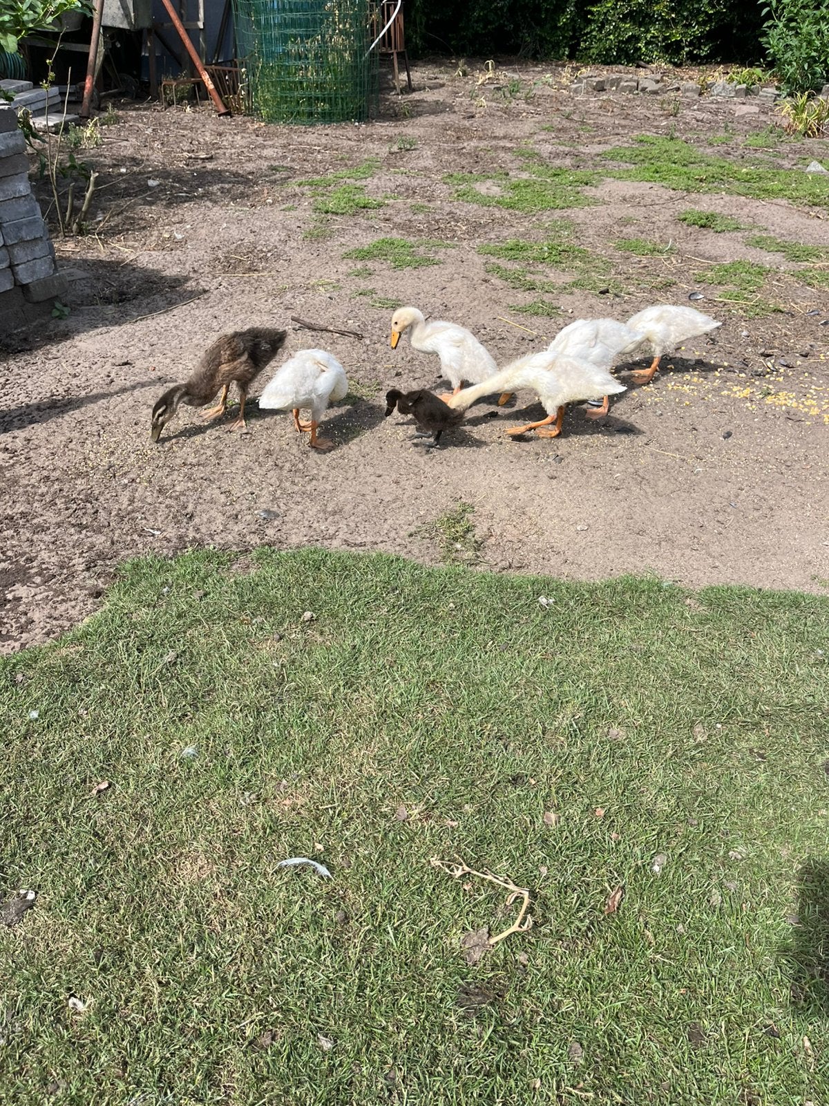 Witte loopeenden natuurbroed, Canard