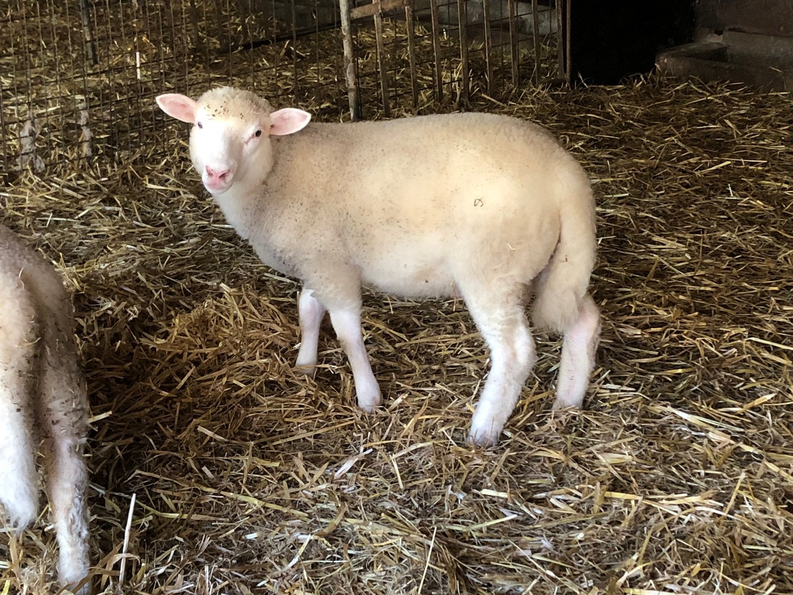 Ram poll dorset x romanov, Dieren en Toebehoren, Schapen, Geiten en Varkens, Mannelijk, Schaap, 0 tot 2 jaar